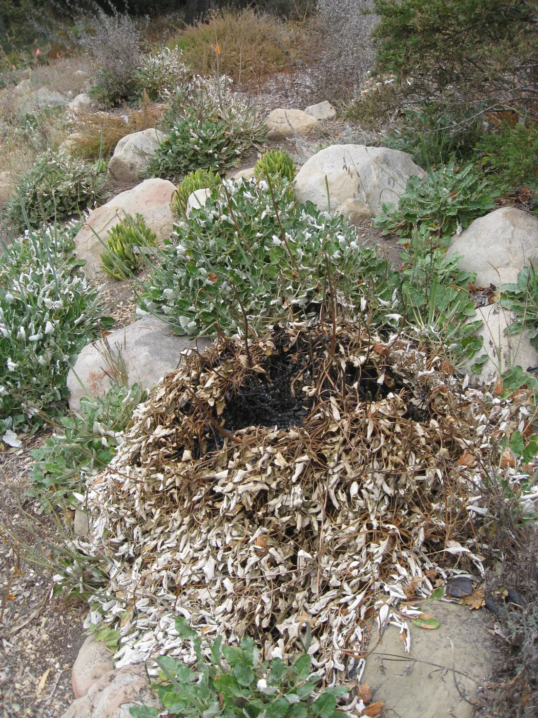 Spot burned Eriogonum grande rubescens in Meadow View after the Jesusita Fire