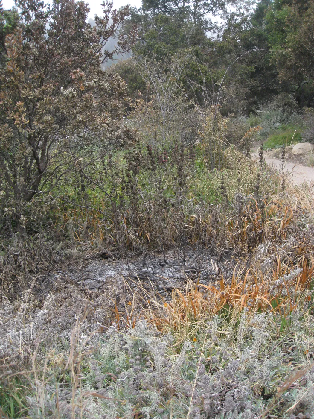 Spot burn in Meadow after the Jesusita Fire