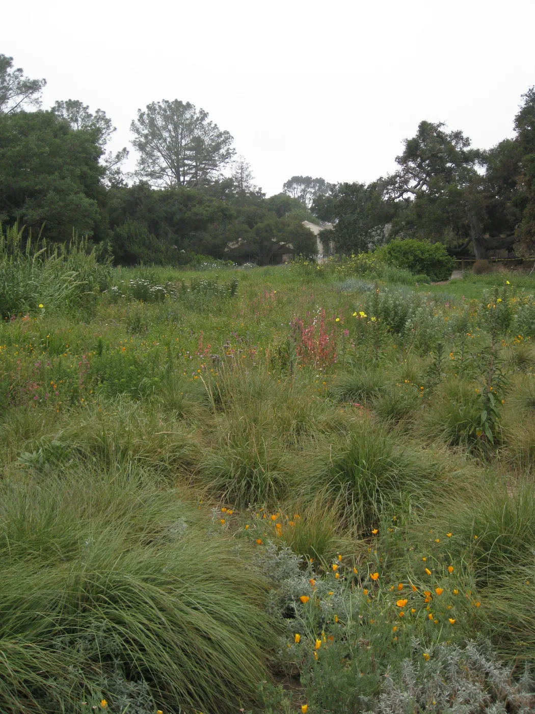 Meadow looking south after the Jesusita Fire