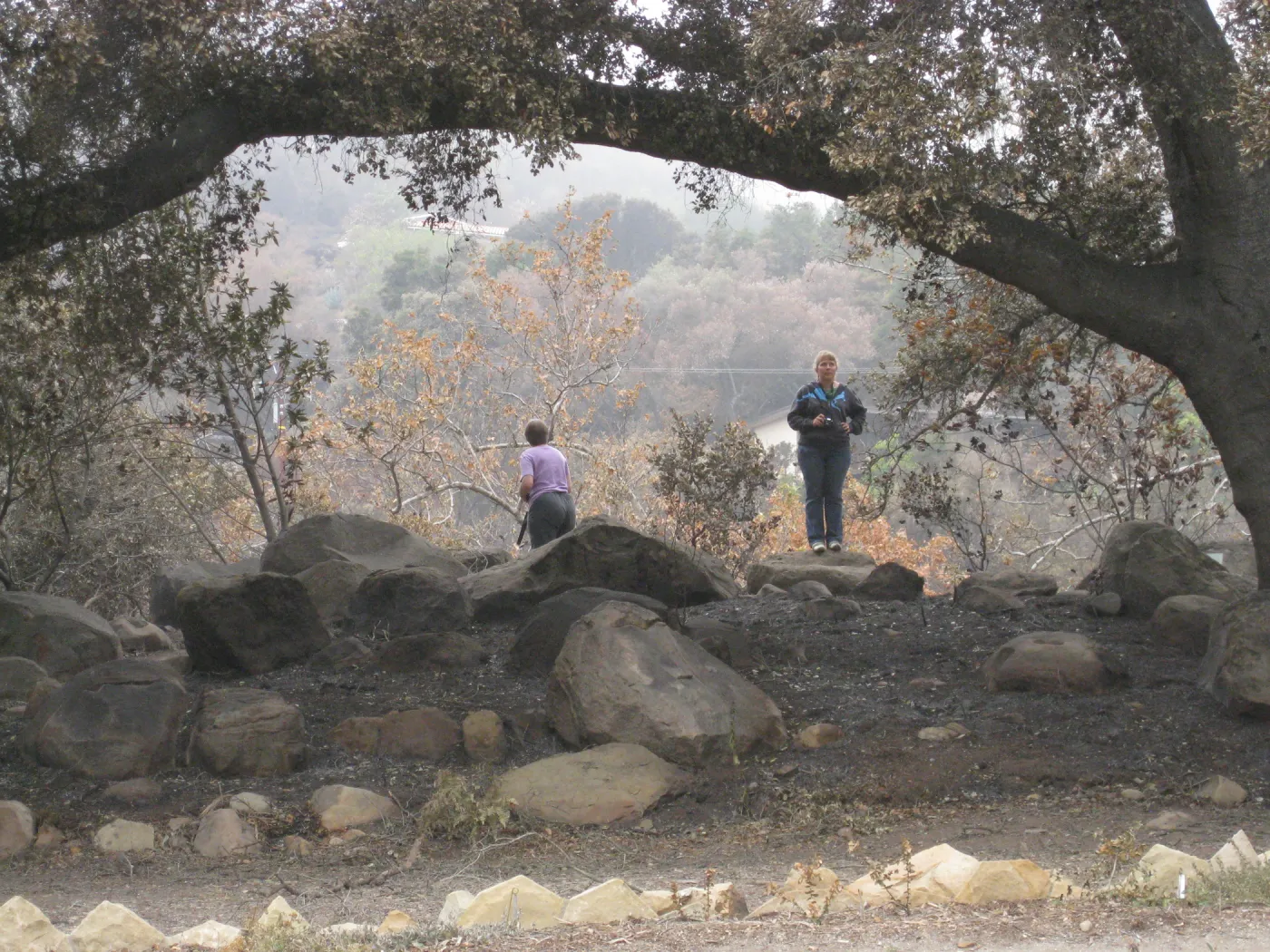 Meadow Oaks after the Jesusita Fire