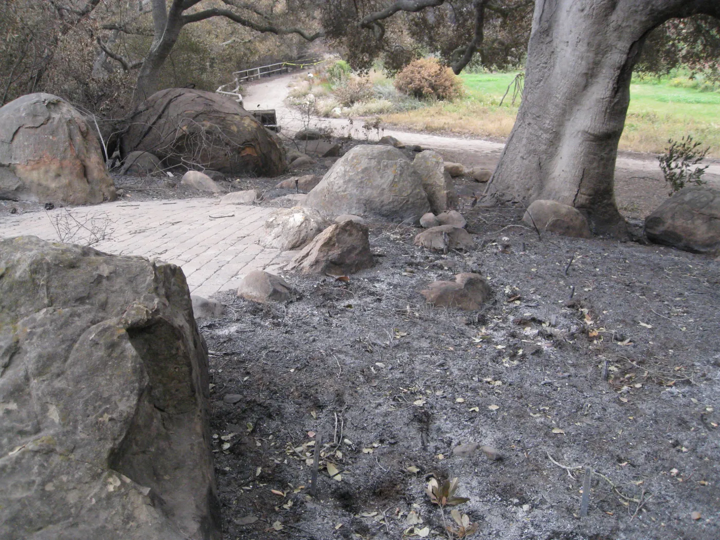 View from Meadow Oaks to upper Meadow after the Jesusita Fire