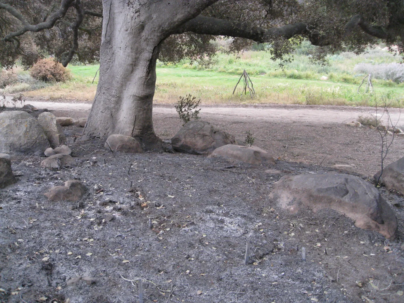 View from Meadow Oaks to upper Meadow after the Jesusita Fire