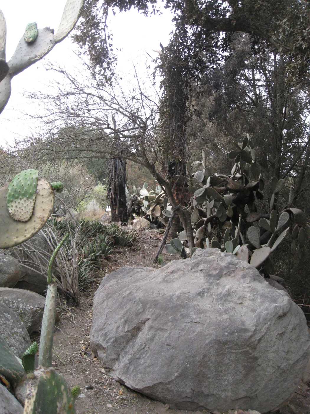 Santa Barbara Botanic Garden after the Jesusita Fire