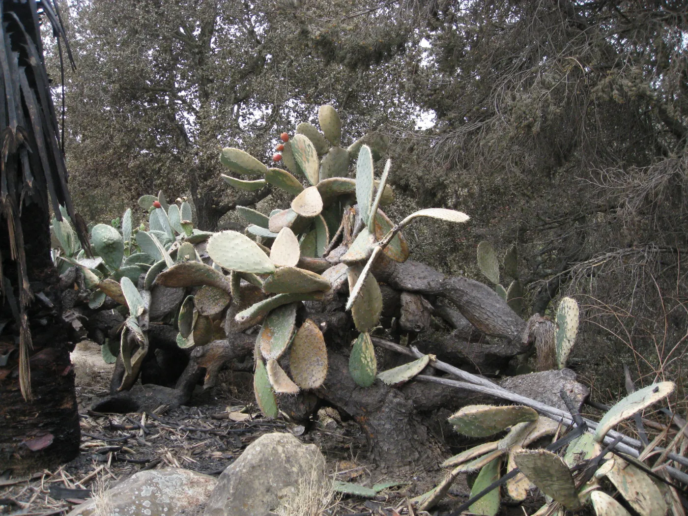 Santa Barbara Botanic Garden after the Jesusita Fire (Prickly-pear)