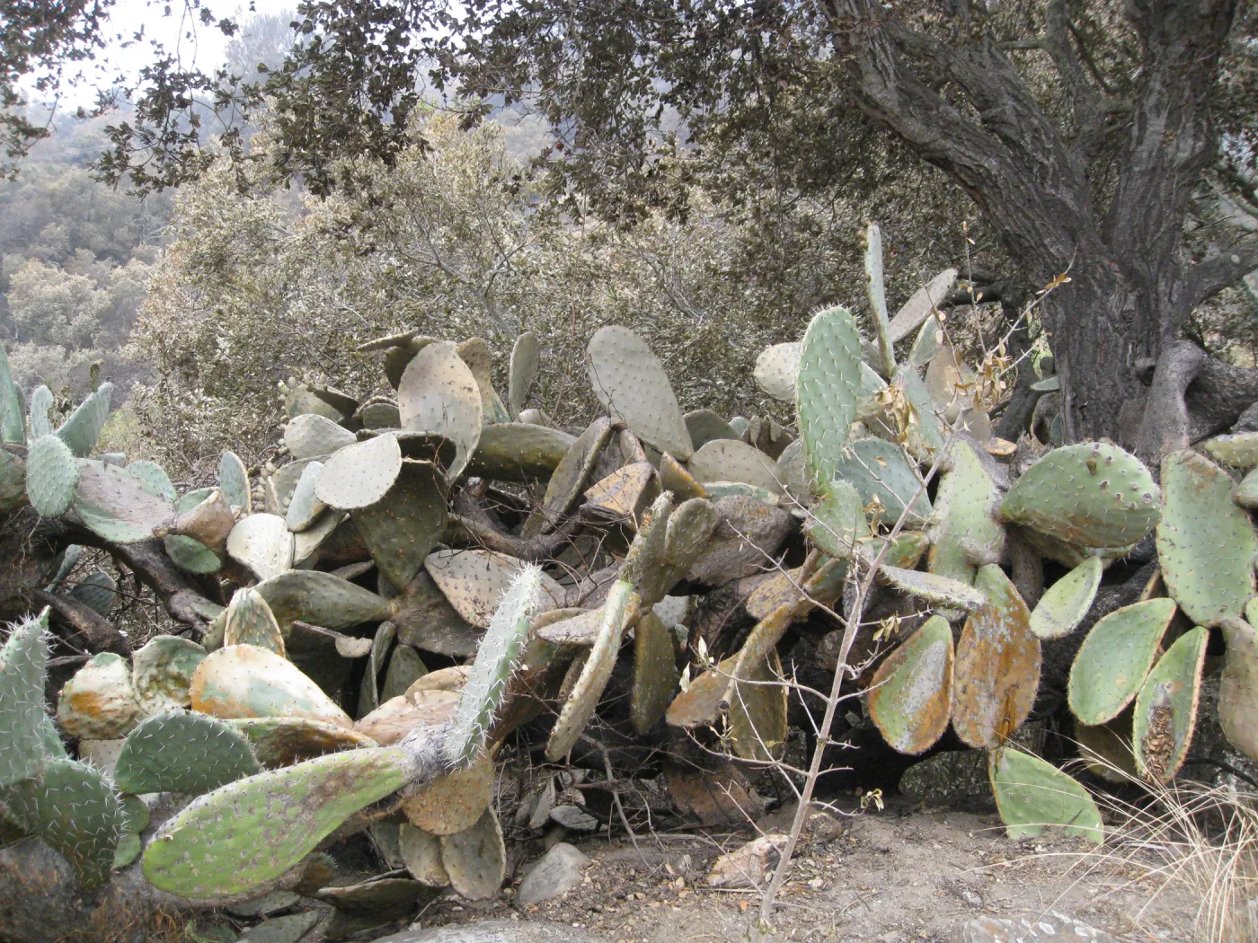 Burned Opuntia hedge in Desert Section after the Jesusita Fire