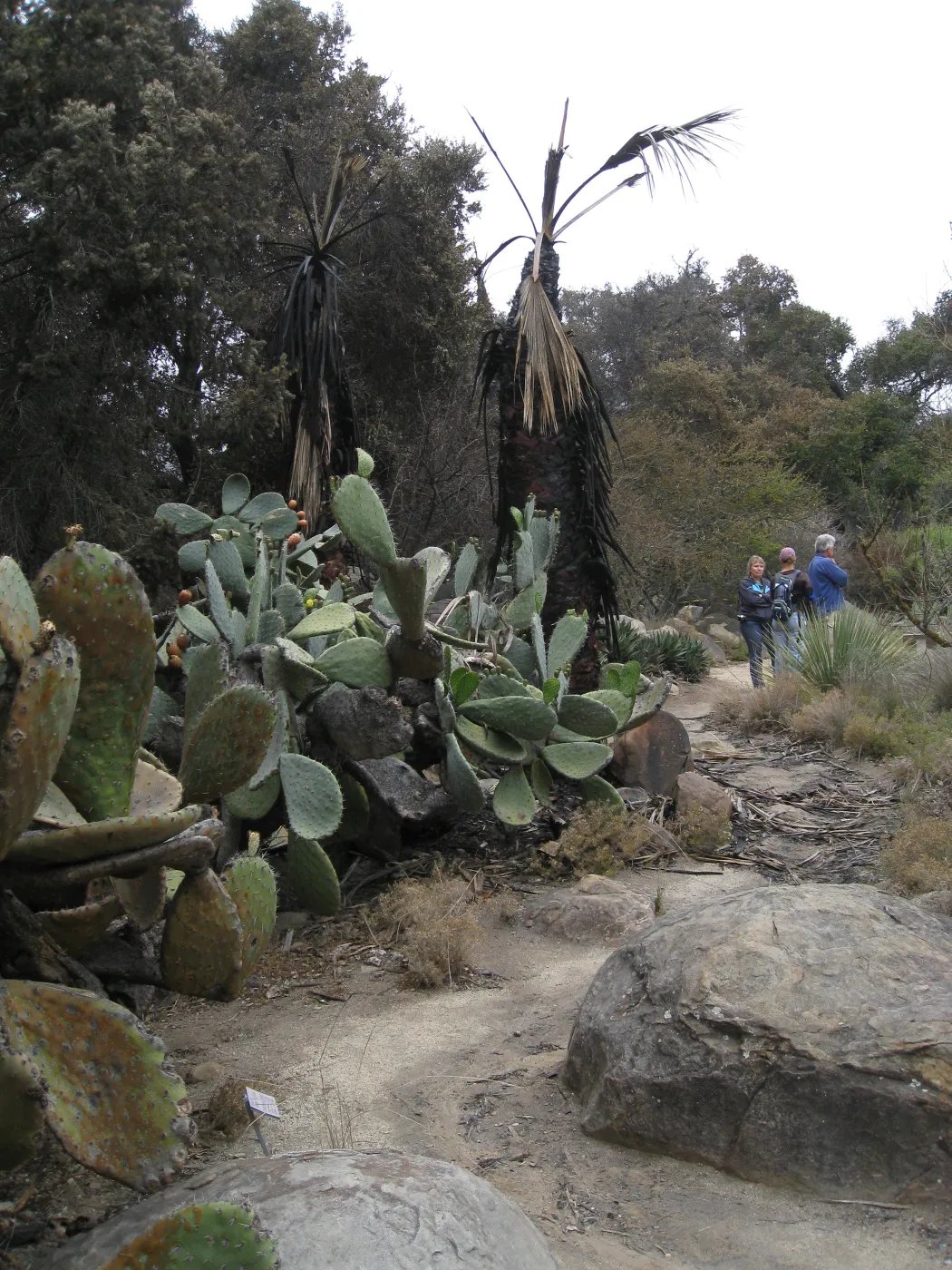 Burned Opuntia hedge in Desert Section after the Jesusita Fire