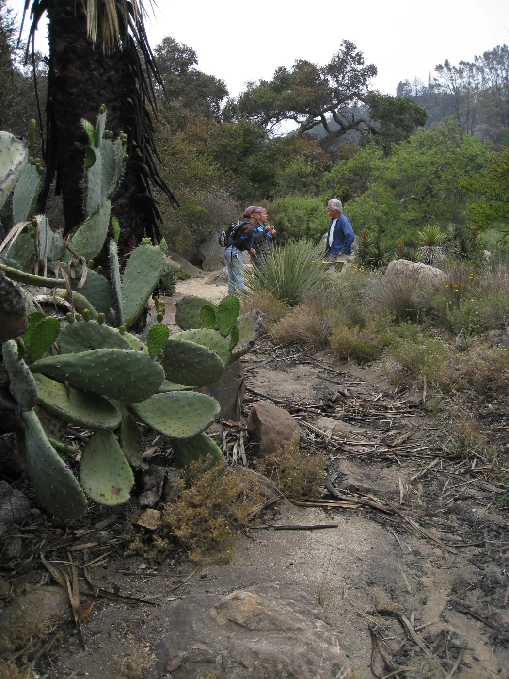 Desert Section after the Jesusita Fire