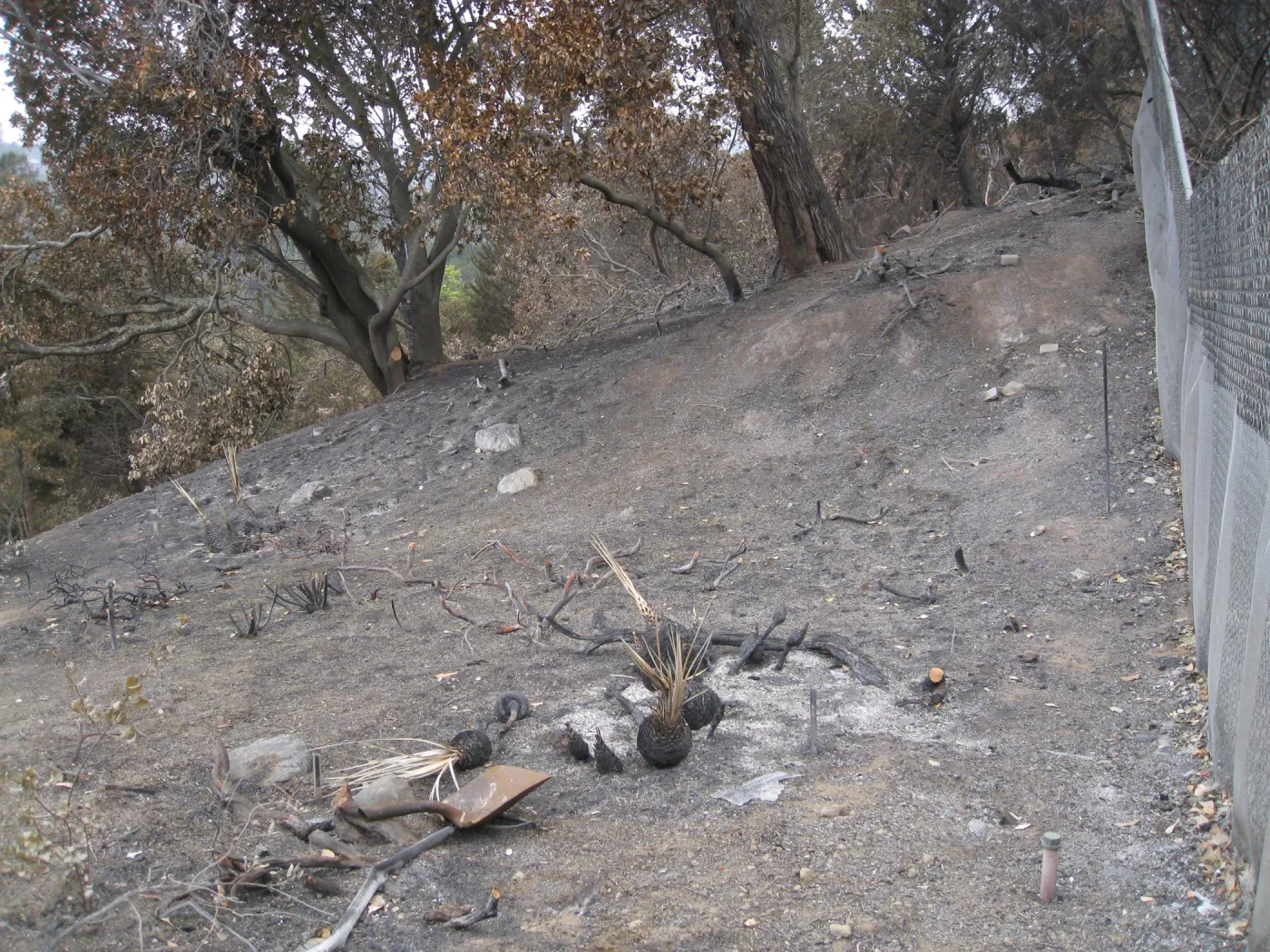 Burned Yuccas outside Hort Unit Gate after the Jesusita Fire