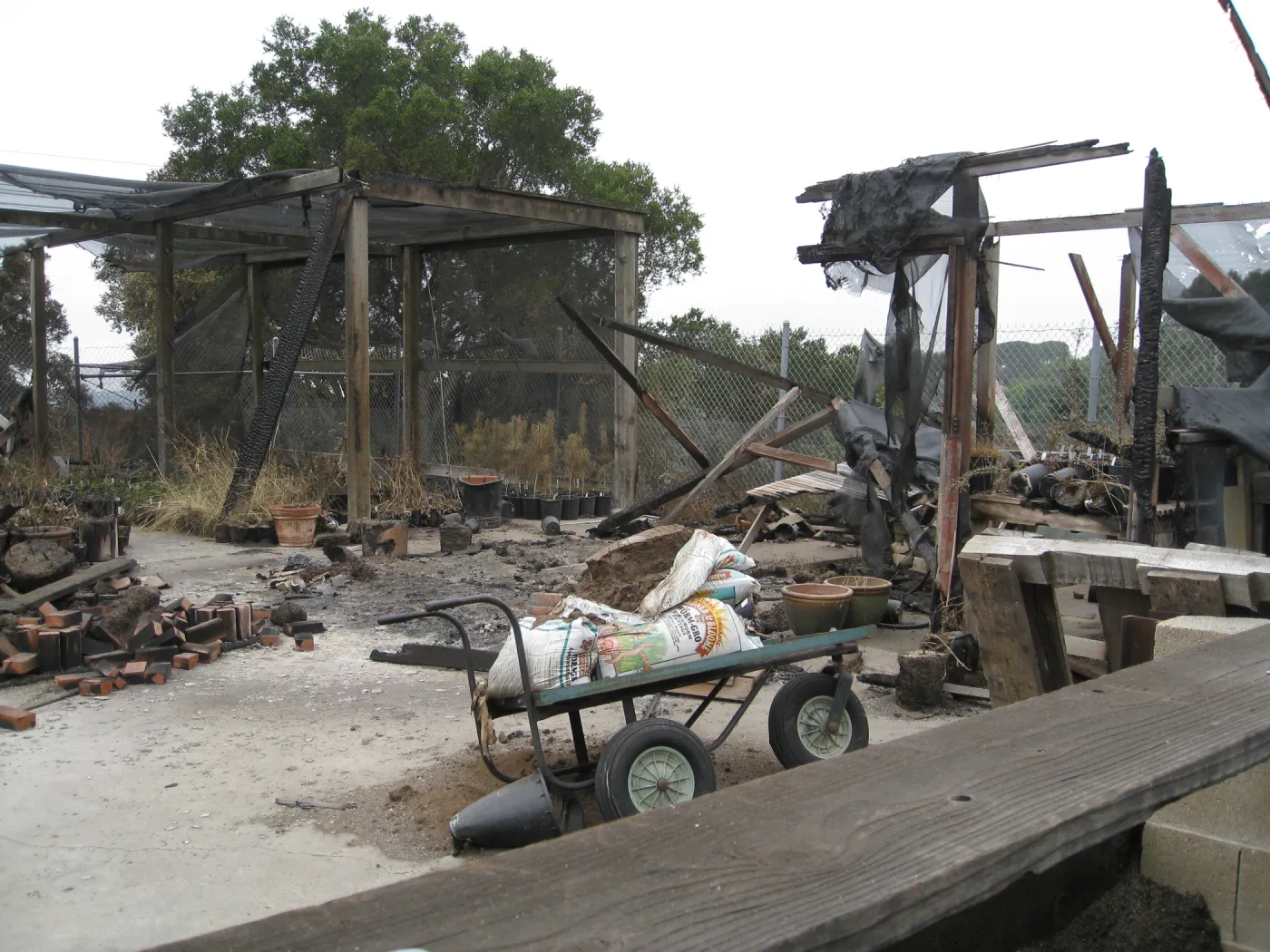 Santa Barbara Botanic Garden after the Jesusita Fire