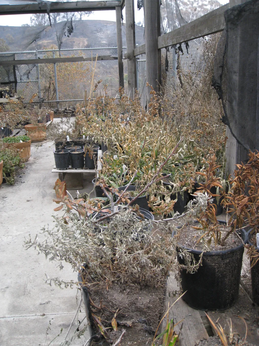 Santa Barbara Botanic Garden after the Jesusita Fire