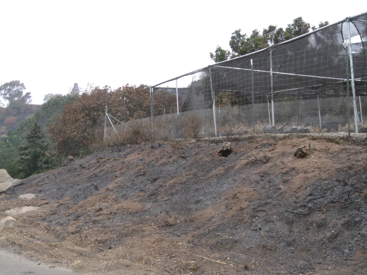 Santa Barbara Botanic Garden after the Jesusita Fire