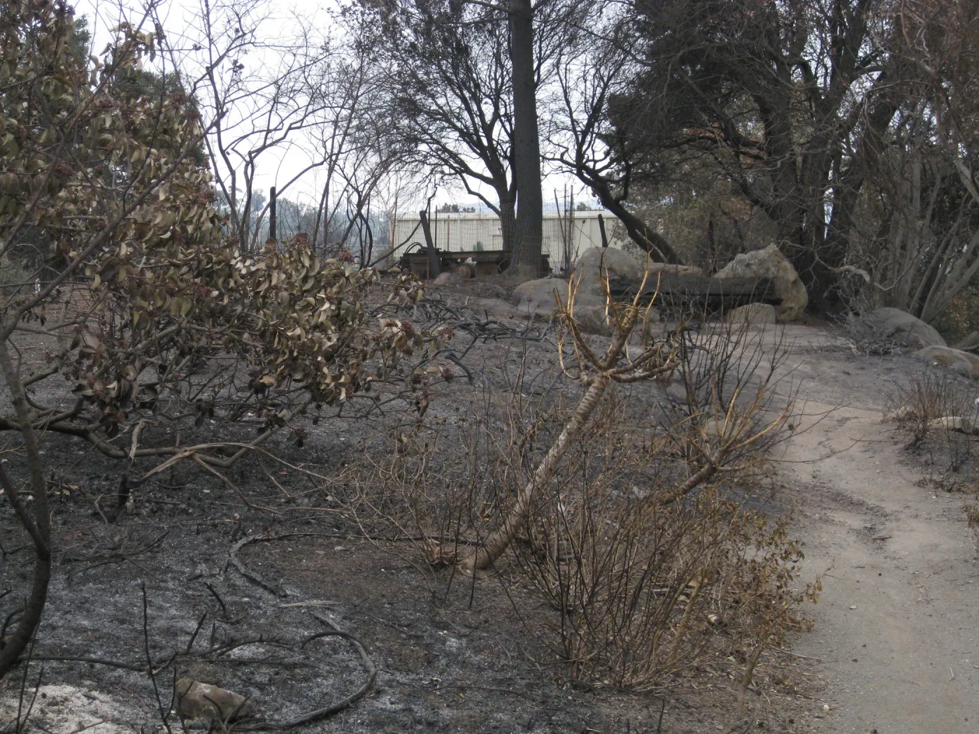 South end of Porter Trail after the Jesusita Fire