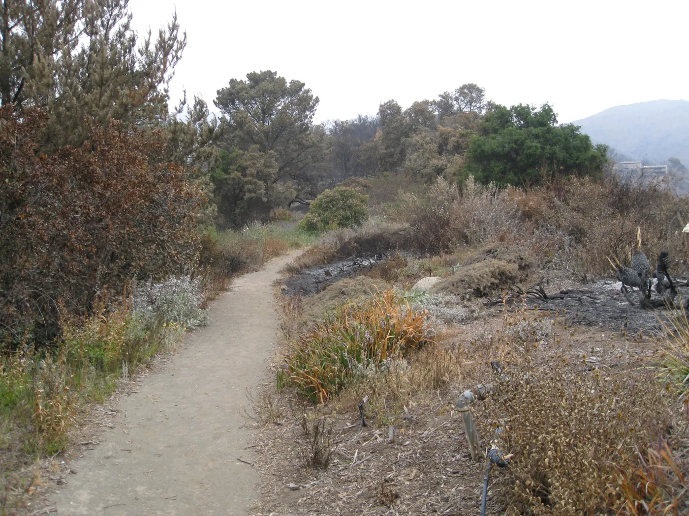 Porter Trail, Ceanothus Section after the Jesusita Fire