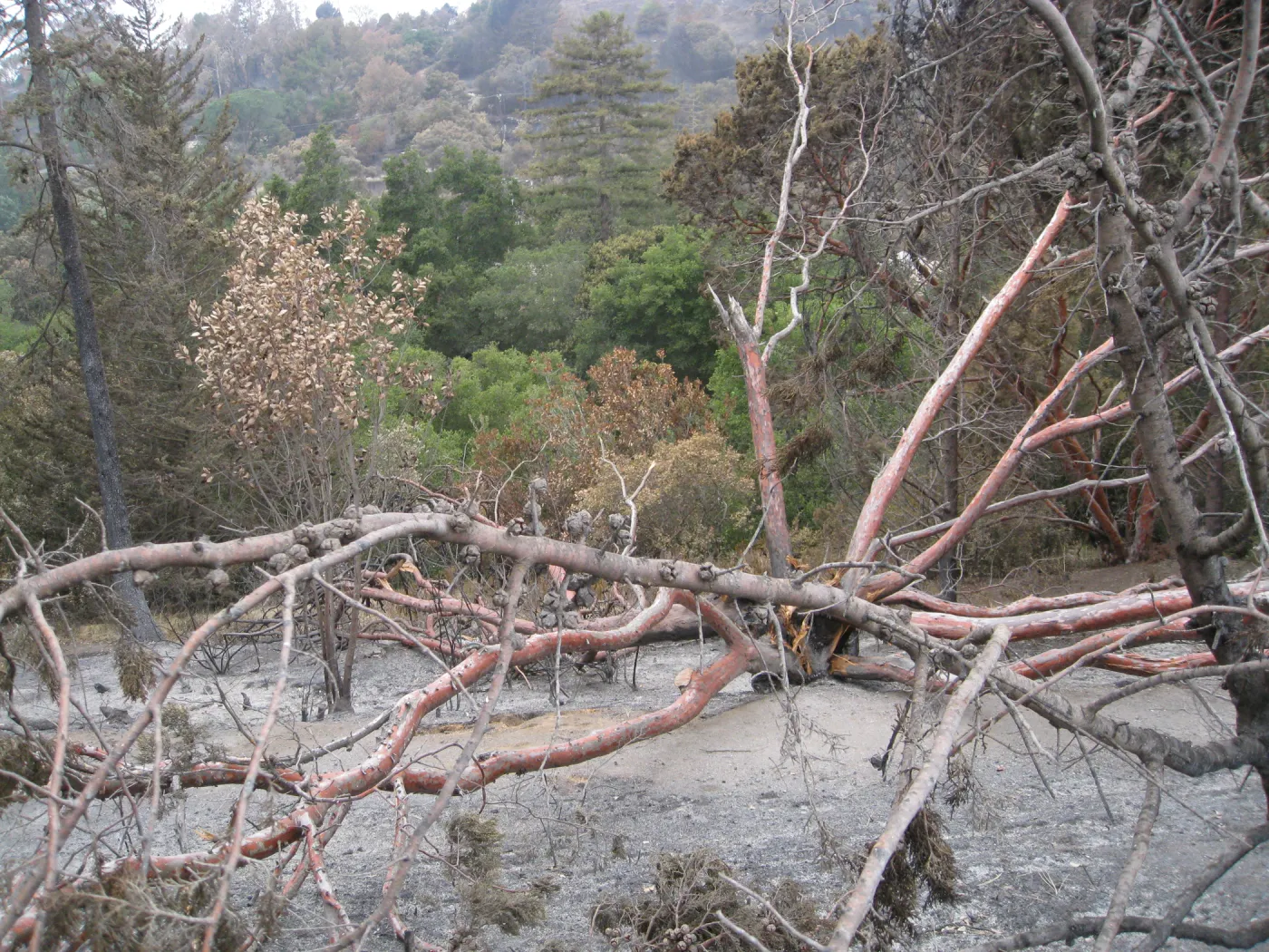 Tecate cypress felled by the Jesusita Fire