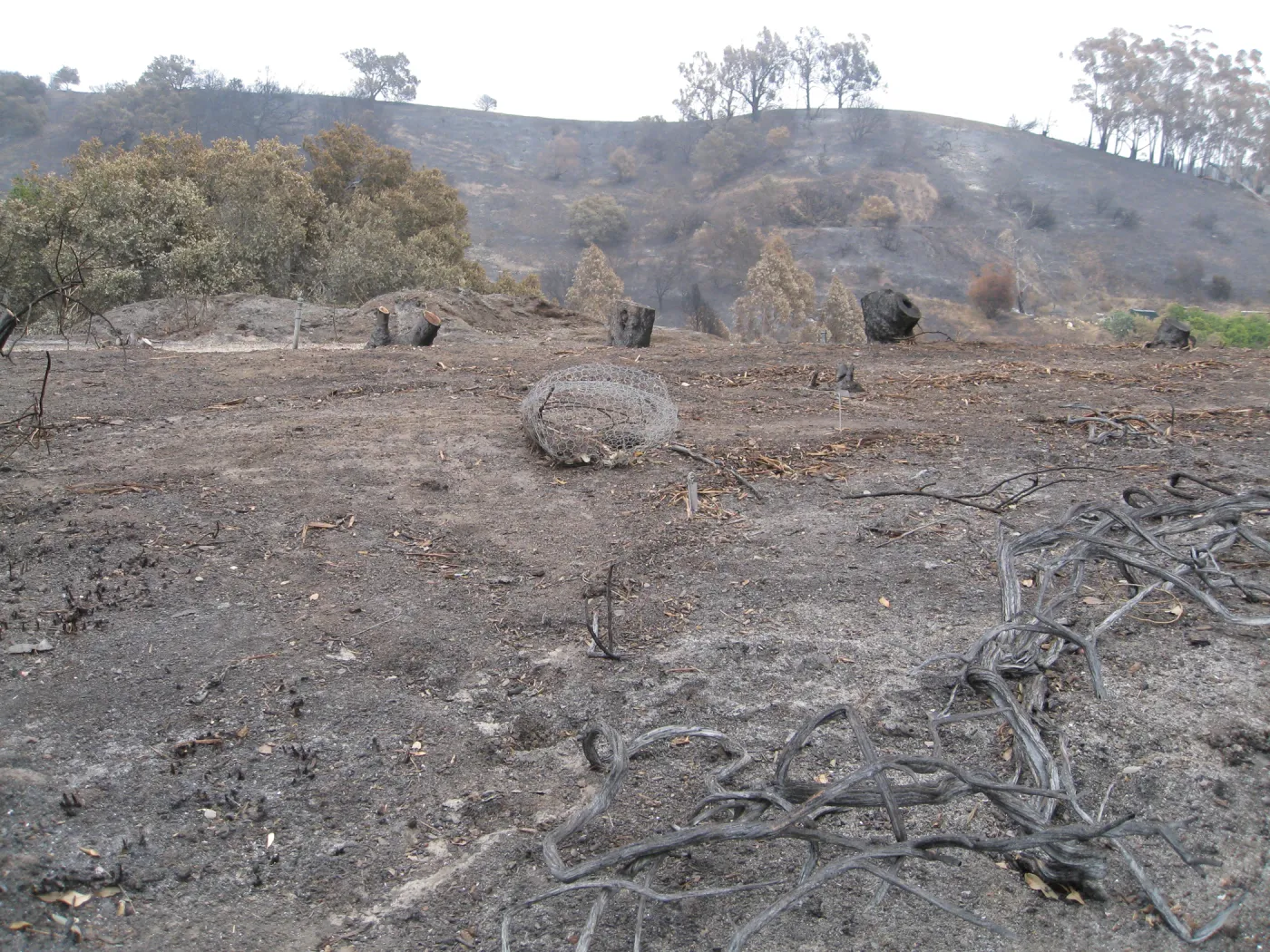 South end of Ceanothus section looking east after the Jesusita Fire
