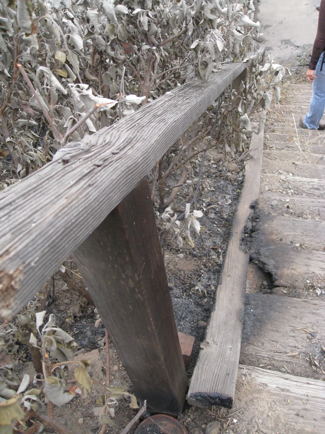 Santa Barbara Botanic Garden after the Jesusita Fire Hort Unit railroad tie staircase