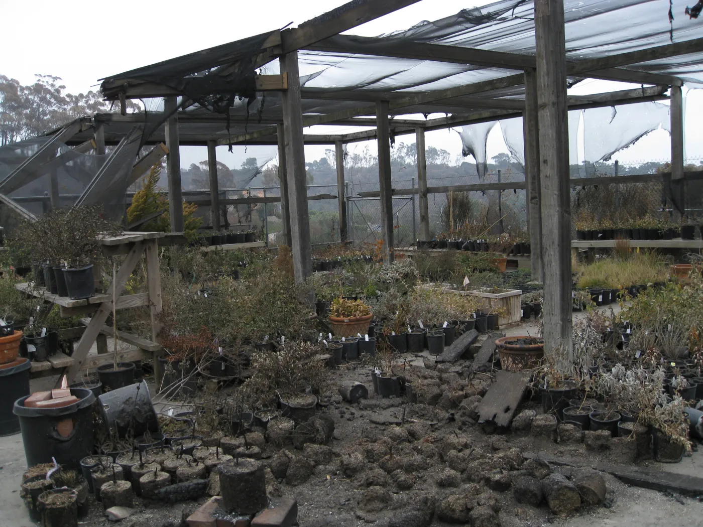 Santa Barbara Botanic Garden after the Jesusita Fire