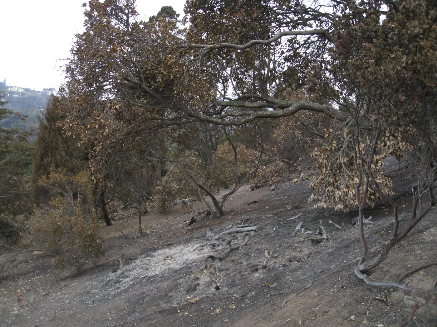 Cypress section looking north after the Jesusita Fire