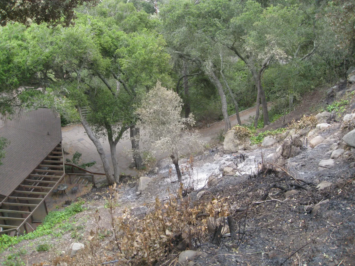 Santa Barbara Botanic Garden after the Jesusita Fire