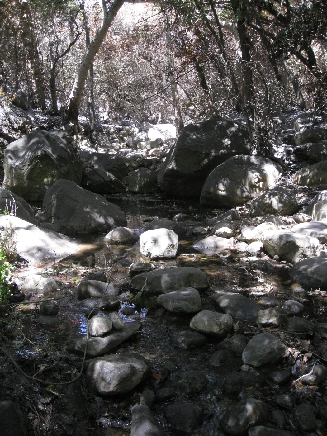 Santa Barbara Botanic Garden after the Jesusita Fire - Mission Creek