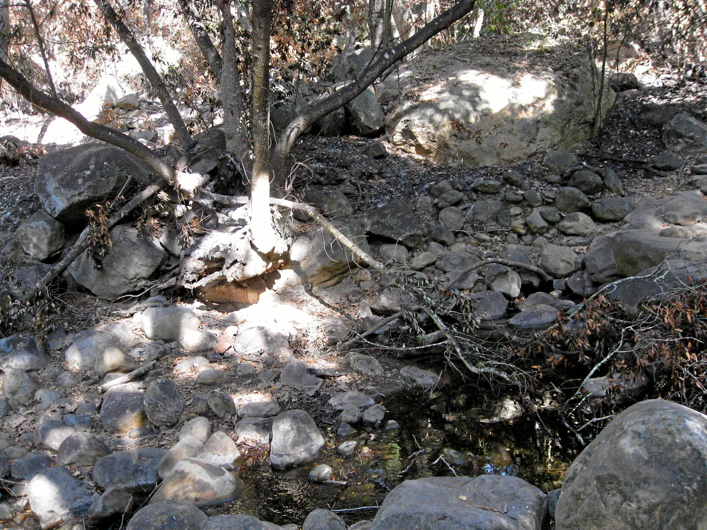 SBBG after the Jesusita Fire, at Mission Creek crossing