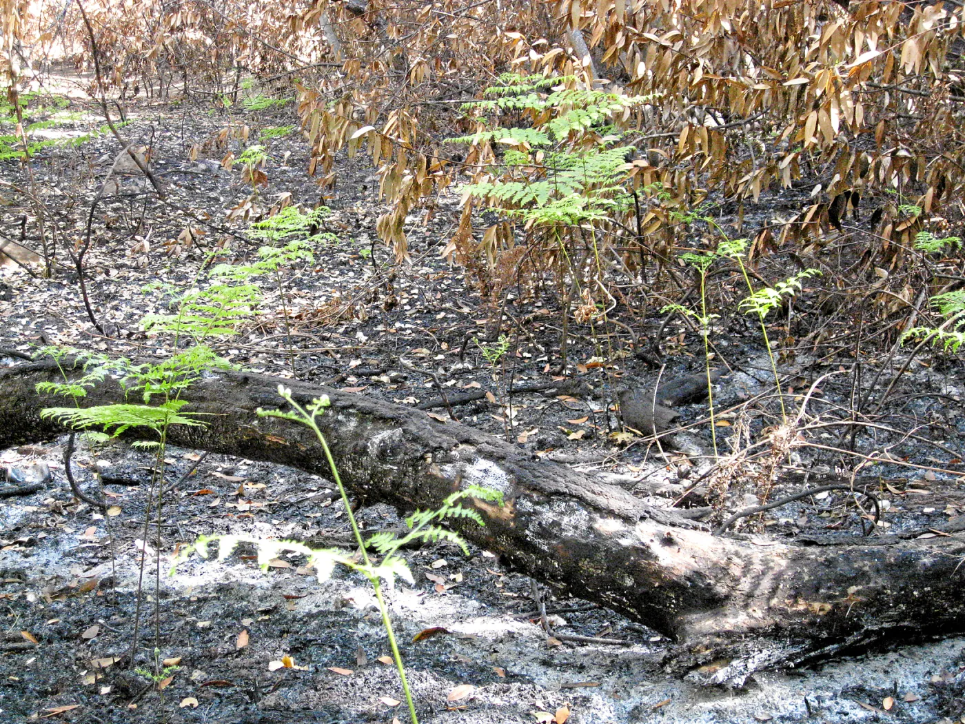 SBBG after the Jesusita Fire, below creek crossing
