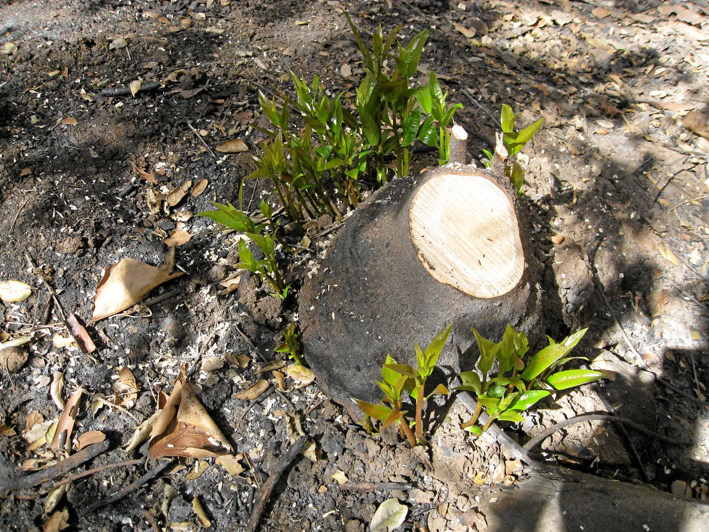 California bay stump sprouting six weeks after the Jesusita Fire