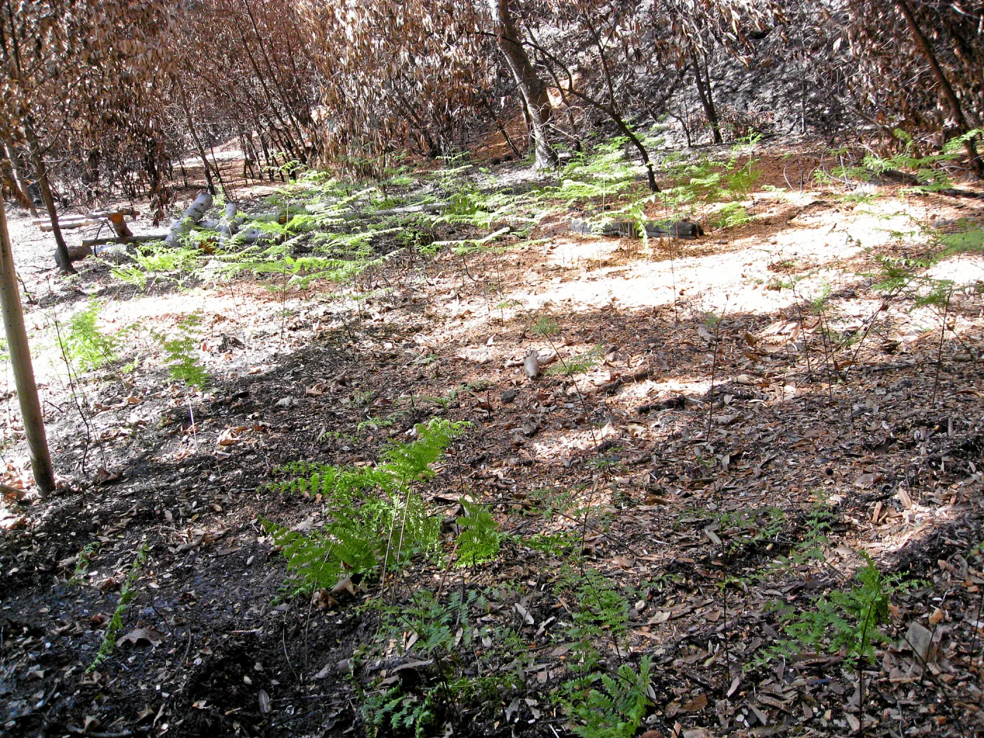 Bracken fern resprouting six weeks after Jesusita Fire