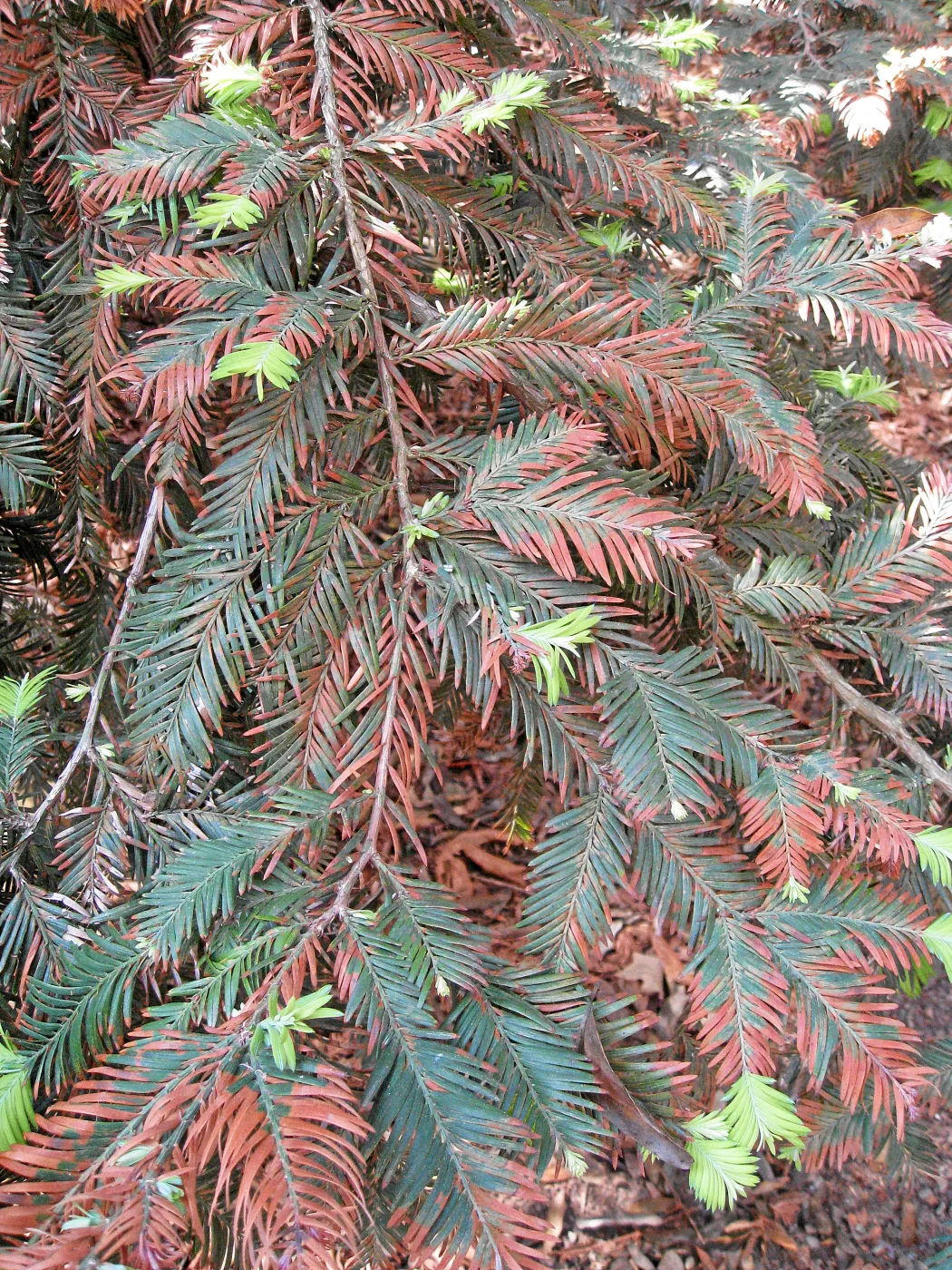 Heat damaged and new foliage on coast redwood after the Jesusita Fire