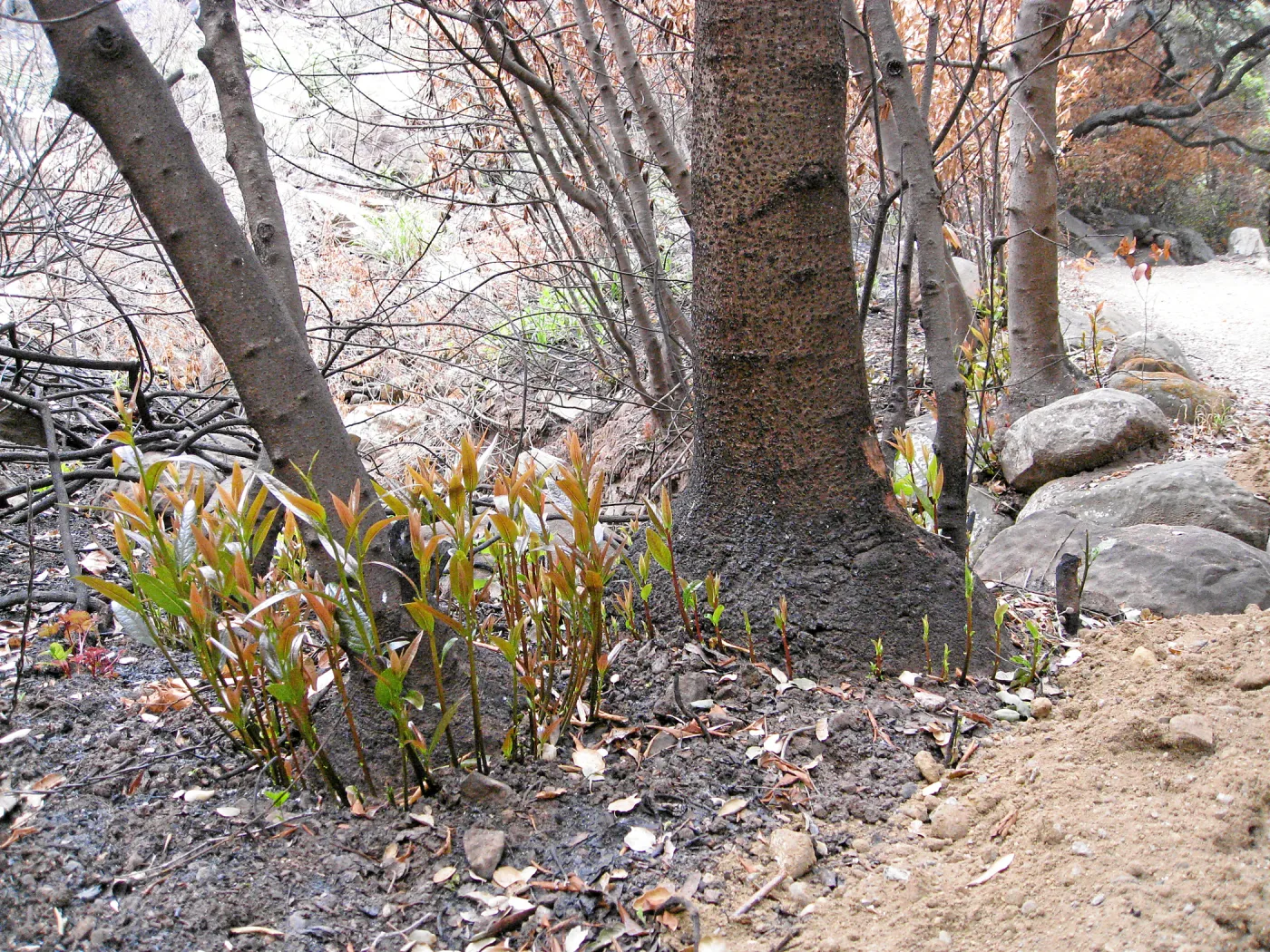 California bay resprouting along the Woodland trail after the Jesusita Fire