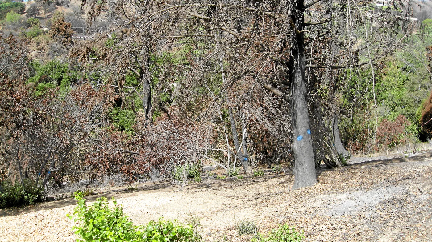 Cypress Section before tree clearing after Jesusita Fire
