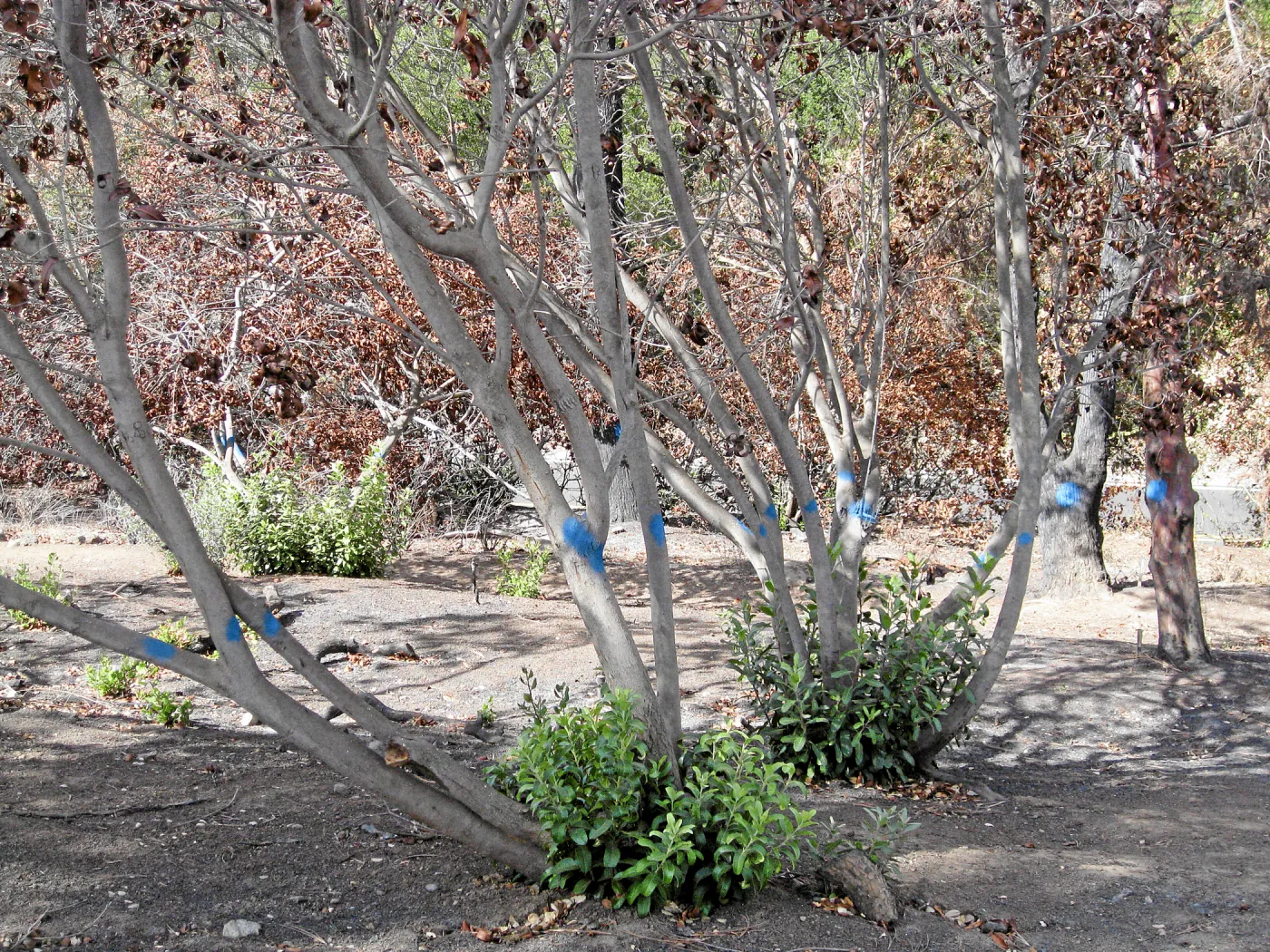 Cypress Section before tree clearing after Jesusita Fire