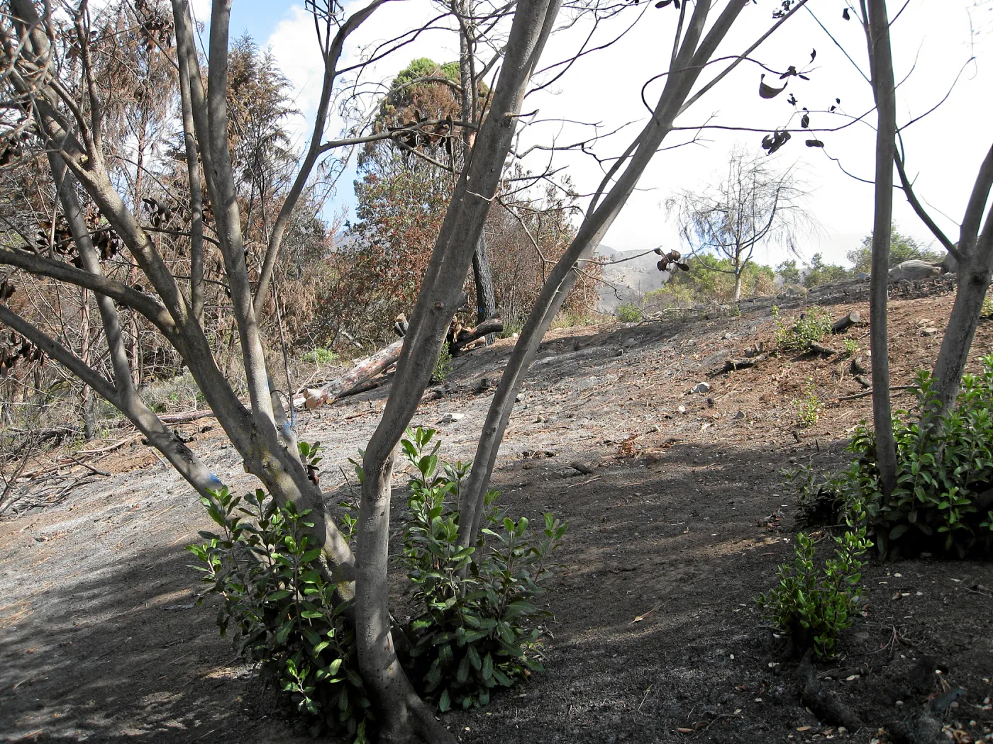 Cypress Section before tree clearing after Jesusita Fire