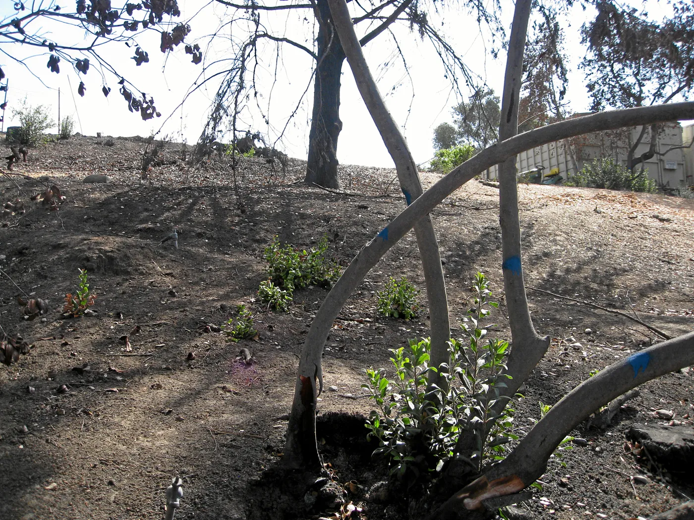 Cypress Section before tree clearing after Jesusita Fire