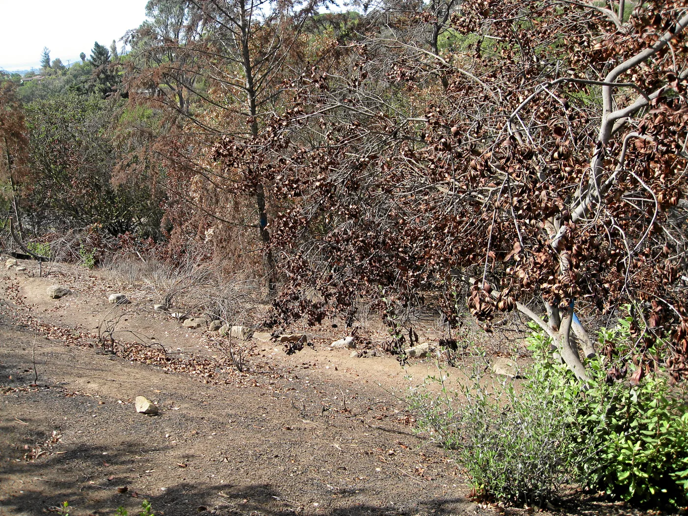 Cypress Section before tree clearing after Jesusita Fire