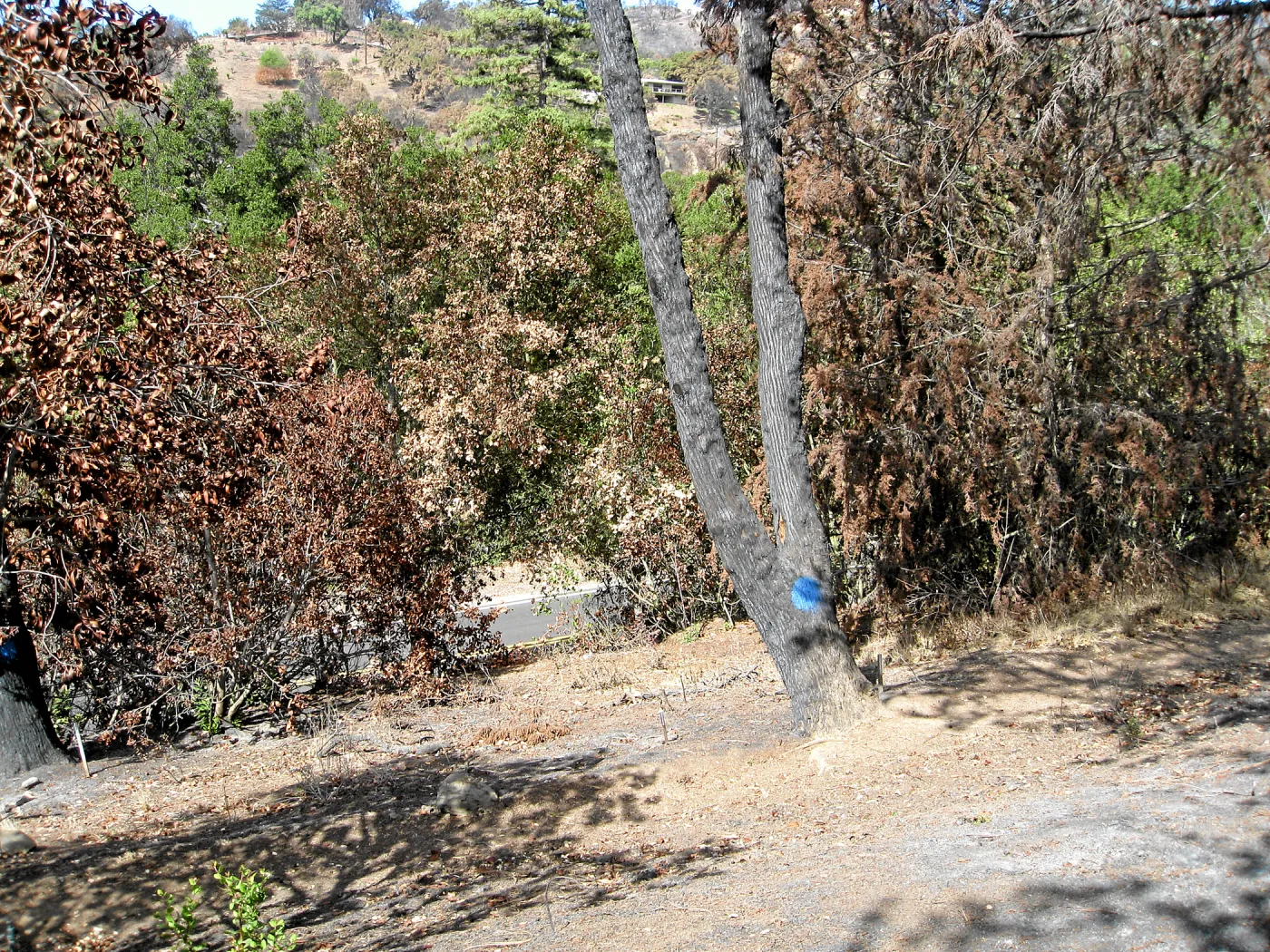 Cypress Section before tree clearing after Jesusita Fire