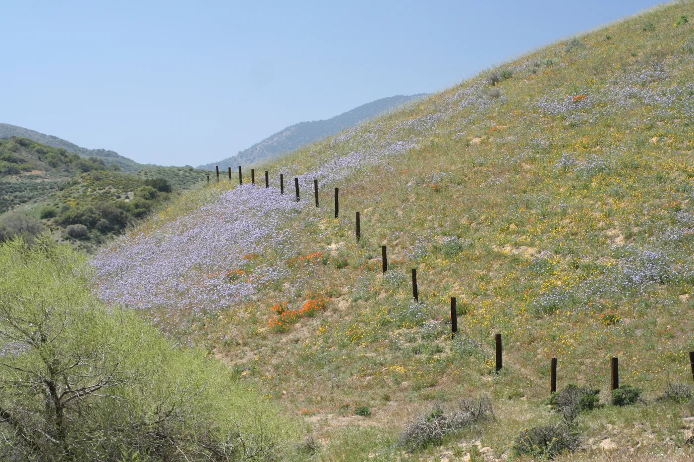 Field of blue Phacelia on hillside near Gorman
