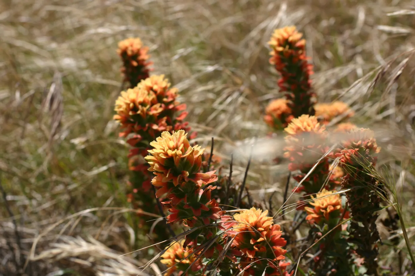 Santa Rosa Island