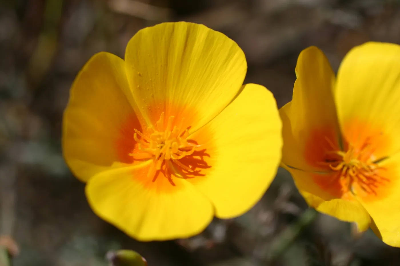 Santa Rosa Island