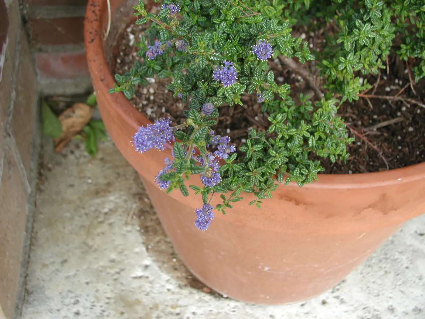 Ceanothus