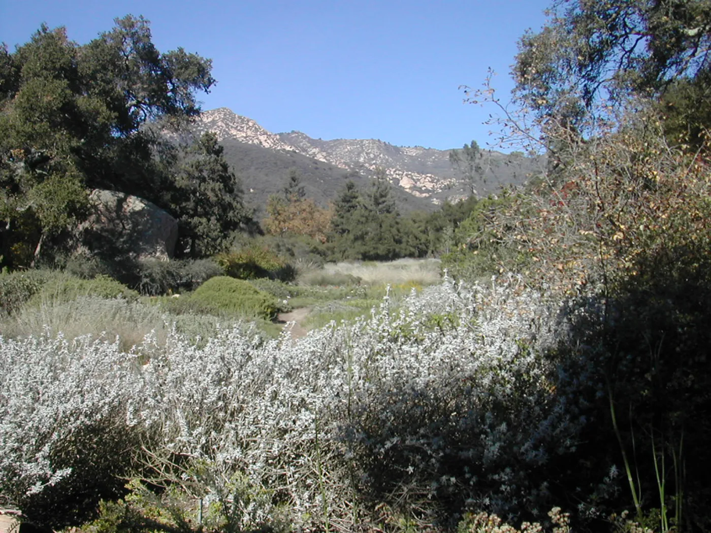 view of Meadow and mountains from lower Meadow