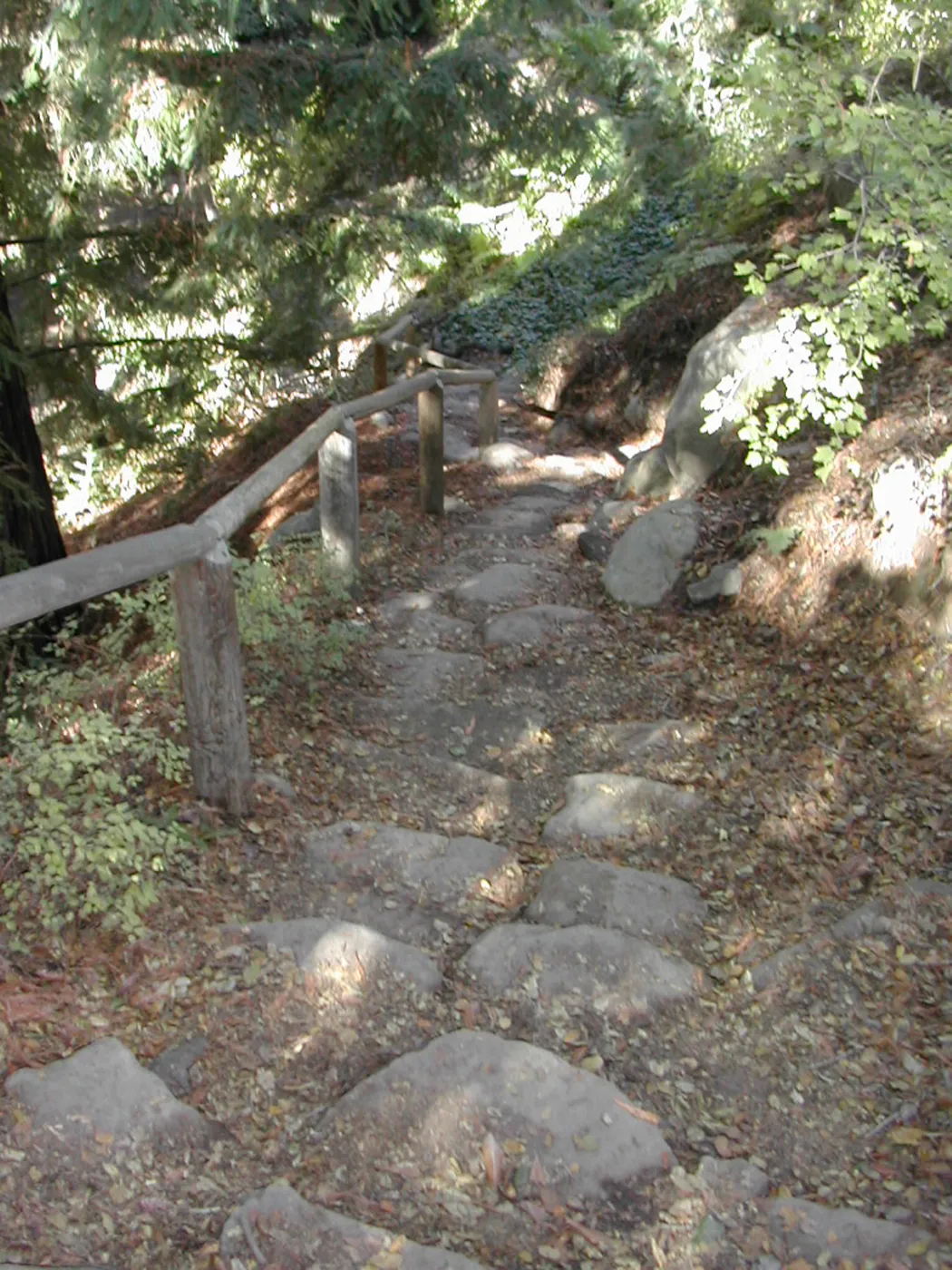 Indian Steps (down to Redwood Section)