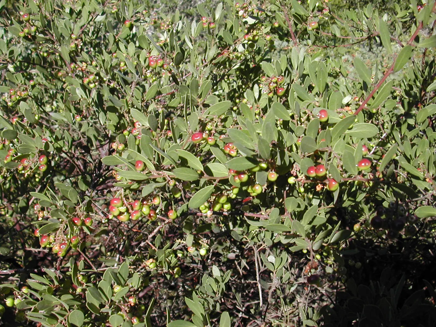 Arctostaphylos (Manzanita) with fruits, plant needs ID