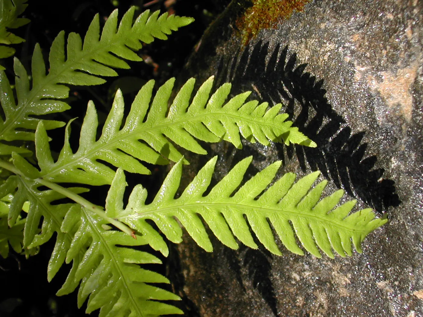 Polypodium, fern