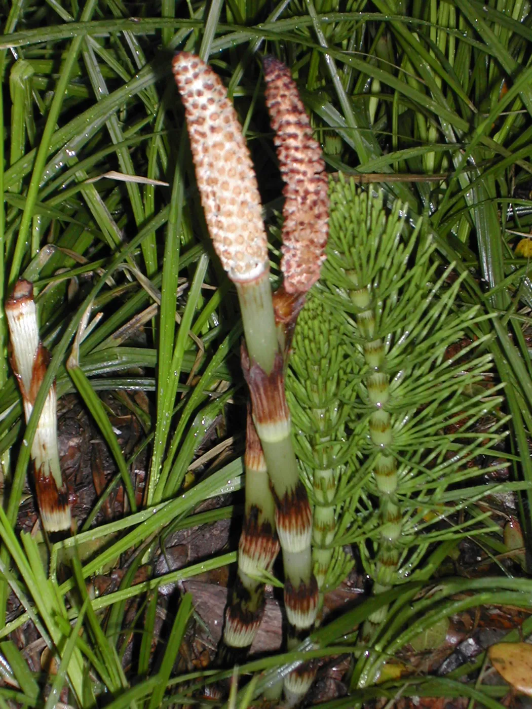 Equisetum