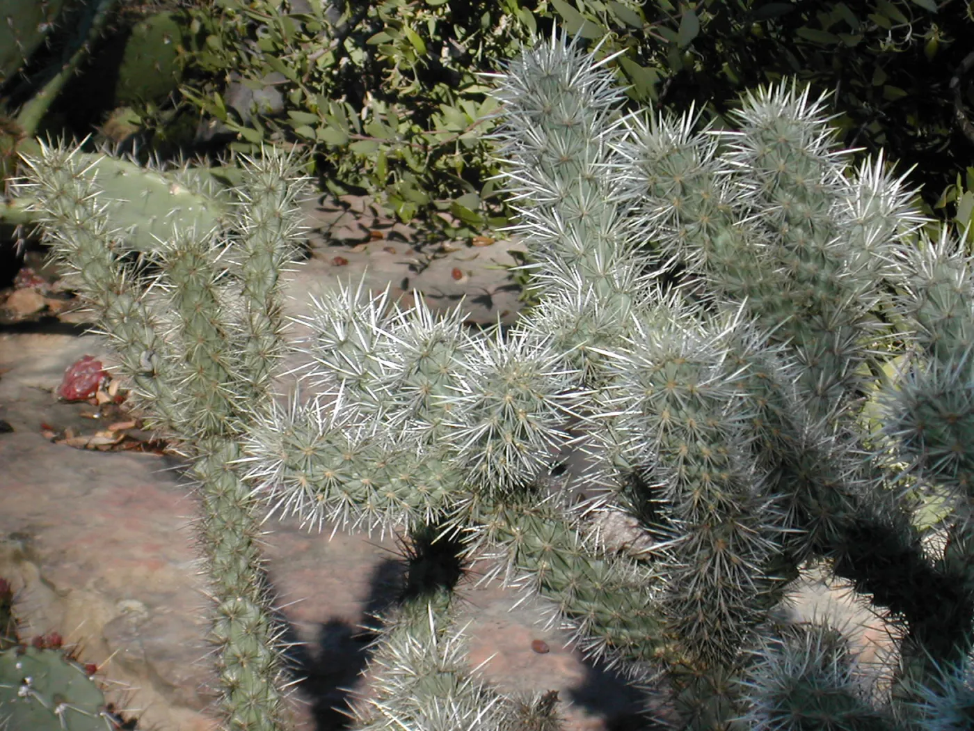 Opuntia echinocarpa in Desert Section