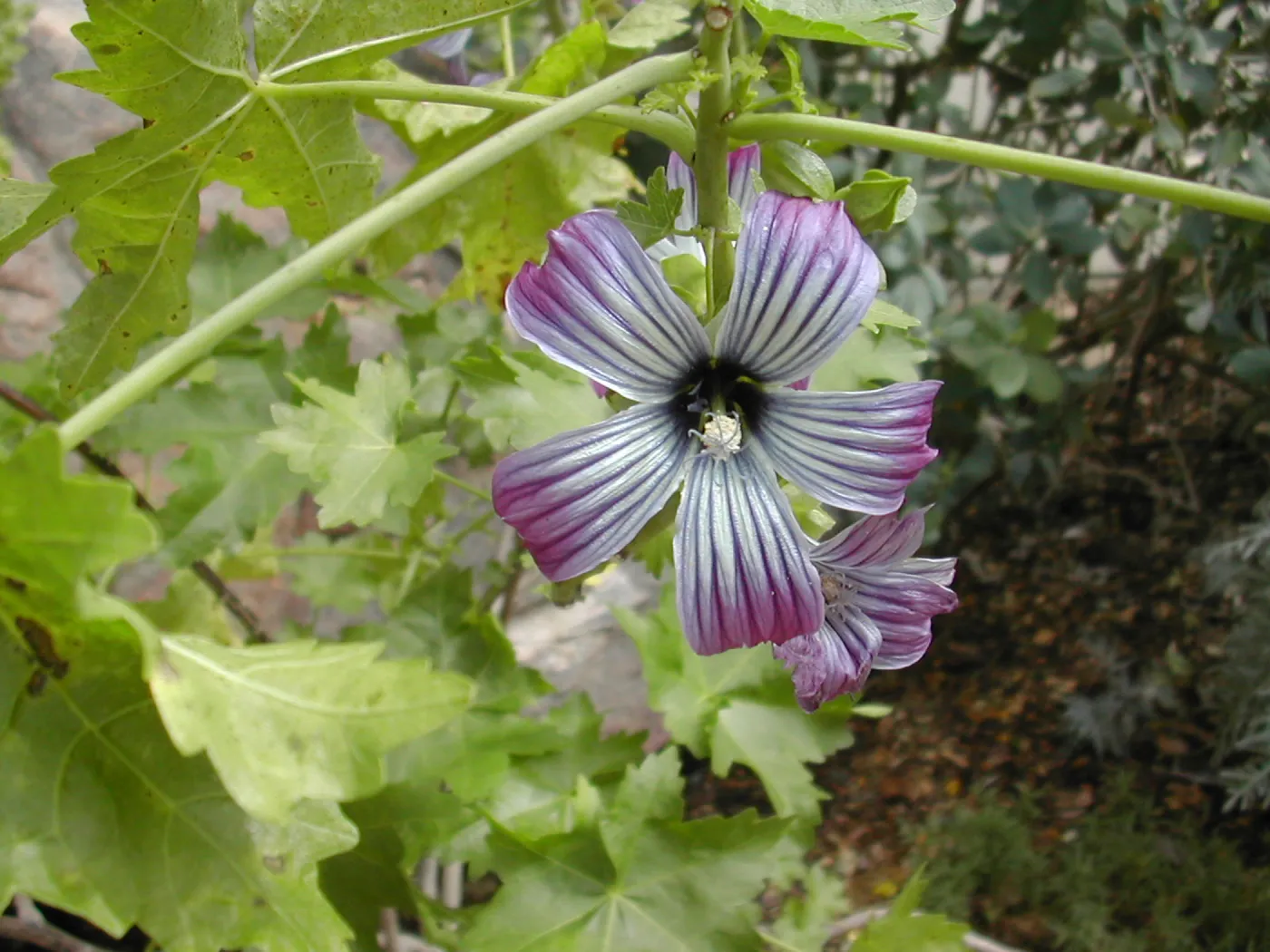 Lavatera flower