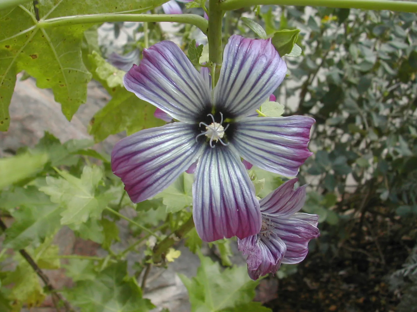 Lavatera flower