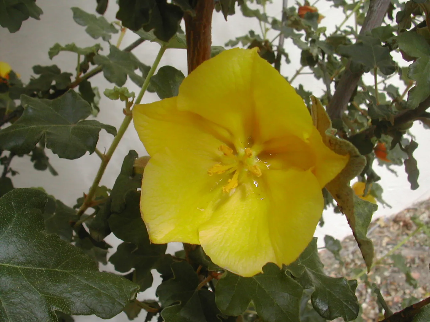 Fremontia flower