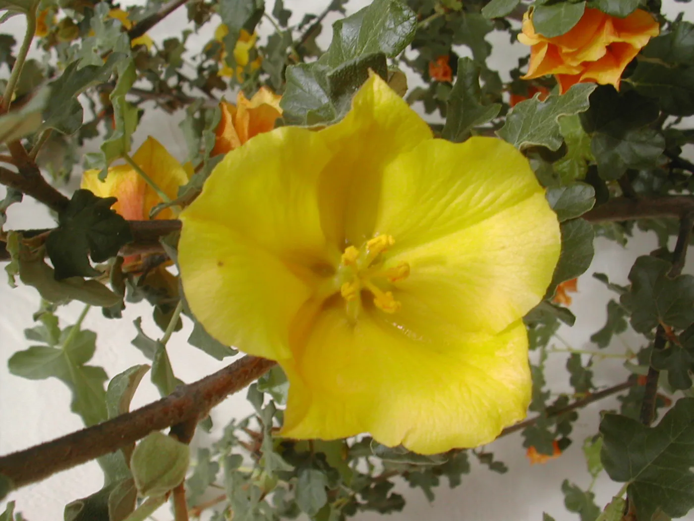 Fremontia flower